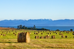 HayBales