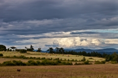 Hay Bales