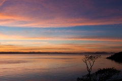 Lonetree