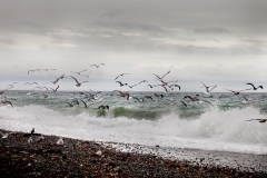 Seagulls